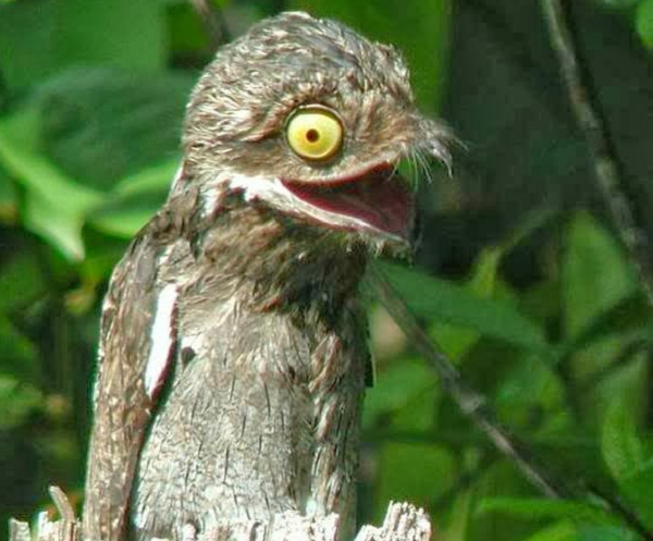 Potoo là loài hoạt động về đêm tương tự như những bà con cú mèo của chúng.