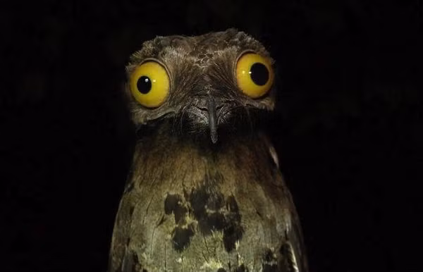 Dân địa phương ở Brazil gọi nó là Urutau. Ngoài ra, Potoo cũng sinh sống ở các nước như Mexico và Argentina.