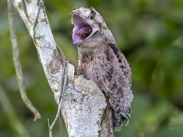 Trứng của loài Potoo được ấp trong vòng 30 ngày. Đây là một trong số ít những loài giao phối mà cả con trống và con mái đều có trách nhiệm ấp trứng và nuôi con sau khi nở. Chúng không xây tổ, mà thay vào đó, chúng sẽ đẻ trứng trong một chỗ trũng trên cành cây hoặc trong một gốc cây mục.
