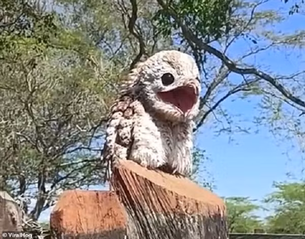 Một phụ nữ người Colombia cùng gia đình đã đến thăm một trang trại ở Chibolo, phía bắc Magdalena. Khi đến đây cô bất ngờ gặp phải một vật thể lạ nhìn giống như bức tượng gỗ.