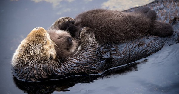 Để có thể giữ được một cái bè chắc chắn như vậy thì chúng thường nắm tay nhau. Bên cạnh đó nếu chỉ có một mình thì rái cá biển thường dùng các lá rong biển để cuốn mình lại để giữ cho chúng không bị trôi đi khỏi nơi sinh sống.