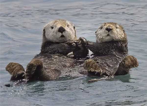 Rái cá biển (Enhydra lutris ) là loài động vật có vú biển được yêu thích trên thế giới. Chúng có thân hình đầy lông, khuôn mặt râu ria và xu hướng nằm ngửa và nổi trên mặt nước.