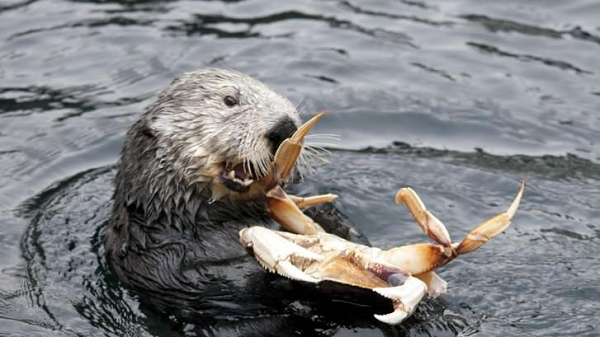 Rái cá biển có một mảng da rộng dưới chi trước của chúng được dùng để chứa. Chúng có thể giữ thêm thức ăn ở chỗ này và cũng có thể tích trữ một tảng đá ưa thích để bẻ vỏ con mồi.