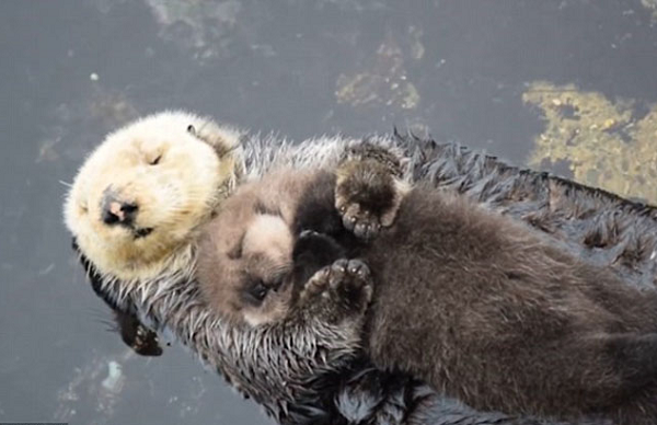 Rái cá biển có tính xã hội và đi chơi với nhau theo nhóm gọi là bè. Các bè rái cá biển được tách biệt: Các nhóm từ hai đến 1.000 con rái cá, tất cả đều là con đực hoặc con cái và con non của chúng.