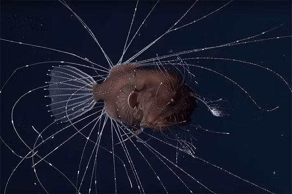 Ban đầu người ta cho rằng hai con cá nhỏ hơn kia là những con Anglerfish con đang bám theo mẹ. Tuy nhiên một số mâu thuẫn được đặt ra khi người ta không phát hiện thấy dấu hiệu nào cho thấy những trứng cá đã gắn vào bụng con cái vào trước đó.
