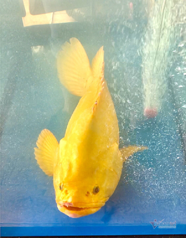 Con cá mú hoàng kim này được anh Nguyễn Đình Sơn (SN 1981) tình cờ mua được của một người chuyên bán cá ở gần biển xã Nghi Quang, huyện Nghi Lộc (Nghệ An).