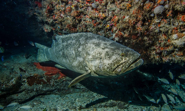 Cá mú gồm có các loại: cá mú đỏ, cá mú đen (mú bông), cá mú cọp, cá mú chuột, cá mú ruồi, cá mú nghệ, cá mú sao xanh, cá mú trân châu,…