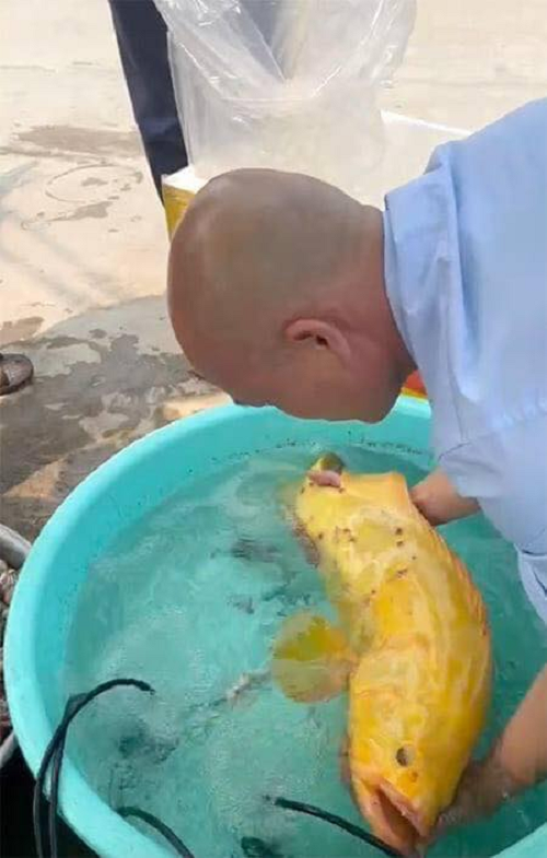 Khi nhìn thấy con cá mú toàn thân vàng óng, trên da và miệng có vài chỗ bong tróc, không nghĩ ngợi nhiều anh Sơn quyết định mua con cá hơn 5kg với giá 3 triệu đồng về nhà nuôi. Chiều dài của con cá mú này khoảng 60cm, nặng 5,5kg. Sau khi mua về, anh Sơn bỏ cá vào bể kính nuôi làm cảnh.