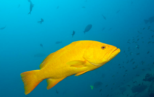 Cùng với cua huỳnh đế, tôm mũ ni đỏ và sá sùng, cá mú cũng nằm trong danh sách những loài hải sản quý hiếm và có giá cao (gần 1 triệu đồng/ kg).