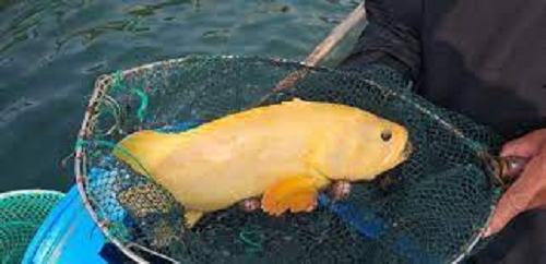 Đây là cá mú biển tự nhiên loại mọi người vẫn thường ăn nhưng con cá này lại có màu vàng óng toàn thân do đột biến nên đặc biệt quý hiếm.