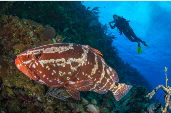 Cá mú trưởng thành thường có chiều dài cơ thể 50-75cm, cân nặng đạt khoảng 12kg. Điểm đặc biệt nhất ở loài cá mú là khả năng thay đổi giới tính. Nói một cách chính xác, cá mú là loài lưỡng tính. Ban đầu chúng có giới tính đực và thay đổi thành giới tính cái ở nửa sau của chu kỳ sống.