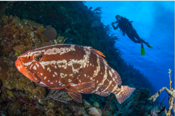 Cá mú trưởng thành thường có chiều dài cơ thể 50-75cm, cân nặng đạt khoảng 12kg. Điểm đặc biệt nhất ở loài cá mú là khả năng thay đổi giới tính. Nói một cách chính xác, cá mú là loài lưỡng tính. Ban đầu chúng có giới tính đực và thay đổi thành giới tính cái ở nửa sau của chu kỳ sống.