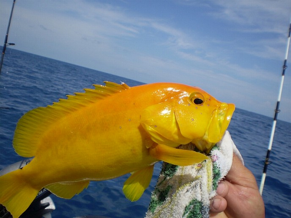 Rất ít trường hợp cá mú đột biến hoàng kim được ghi nhận trên thế giới.