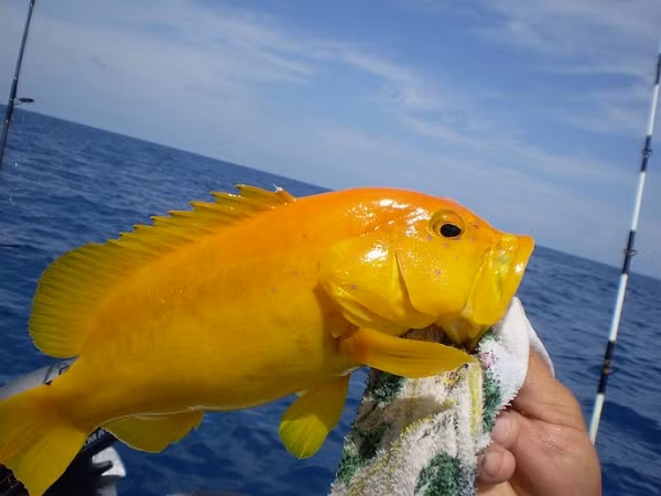 Rất ít trường hợp cá mú đột biến hoàng kim được ghi nhận trên thế giới.