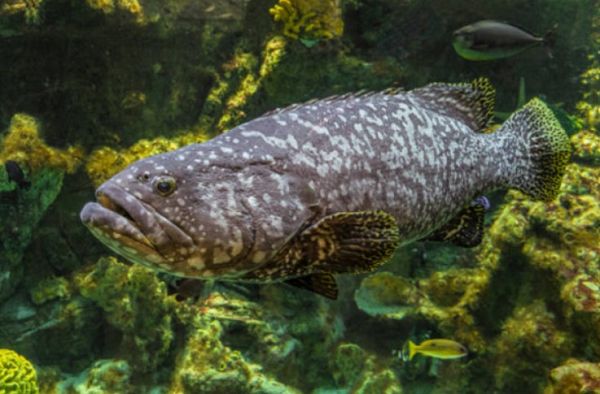 Cá mú có kích thước cơ thể đa dạng, chiều dài thân gấp 3-3,5 lần chiều cao. Chúng nổi bật với chiếc miệng rộng, hàm răng sắc nhọn, chếch, hàm dưới hơi nhô dài ra phía trước, thân trơn, thuôn dài về phía đuôi, mình dẹp.