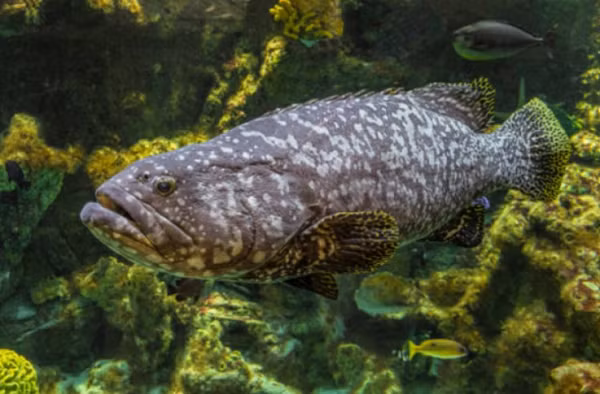 Cá mú có kích thước cơ thể đa dạng, chiều dài thân gấp 3-3,5 lần chiều cao. Chúng nổi bật với chiếc miệng rộng, hàm răng sắc nhọn, chếch, hàm dưới hơi nhô dài ra phía trước, thân trơn, thuôn dài về phía đuôi, mình dẹp.