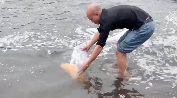 Trong vòng 15 ngày từ khi nuôi con cá mú vàng, anh Sơn nhận được nhiều lời đề nghị của khách hàng ở khắp nơi, thậm chí cả bên Campuchia đề nghị bán lại con cá, giá lên tới cả tỷ đồng nhưng anh vẫn không đồng ý.