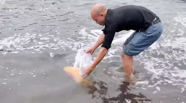 Trong vòng 15 ngày từ khi nuôi con cá mú vàng, anh Sơn nhận được nhiều lời đề nghị của khách hàng ở khắp nơi, thậm chí cả bên Campuchia đề nghị bán lại con cá, giá lên tới cả tỷ đồng nhưng anh vẫn không đồng ý.