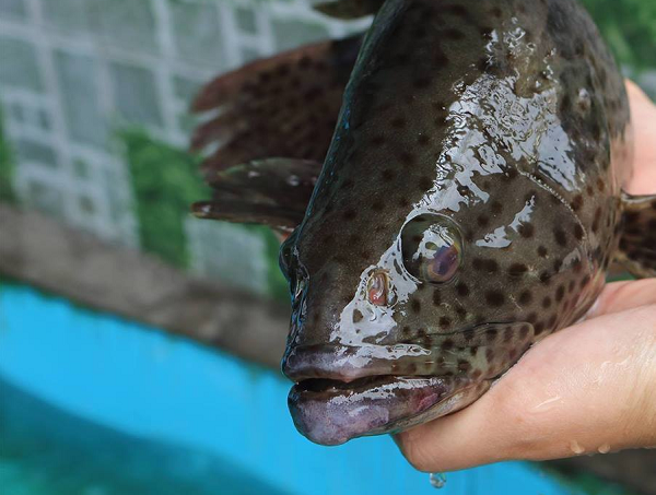 Trong tất cả các loại cá mú, cá mú đỏ thuộc dạng quý hiếm chỉ sống ở môi trường nước mặn tại các rạn san hô. Những loại còn lại xuất hiện khá phổ biến.