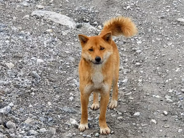 Đồng tác giả nghiên cứu, nhà di truyền học Elaine Ostrander, giải thích rằng bộ gene của chó biết hát New Guinea đã bị suy giảm vì giao phối cận huyết và bộ gene của chó hoang vùng cao chứa các thông tin từ chó làng địa phương.