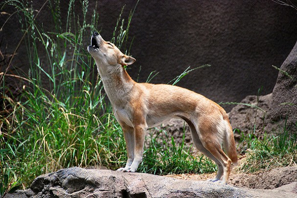 Chúng là hậu duệ của một số con chó hoang đã được bắt vào thập niên 1970. Loài vật này thường được lai cùng dòng do thiếu gene mới.