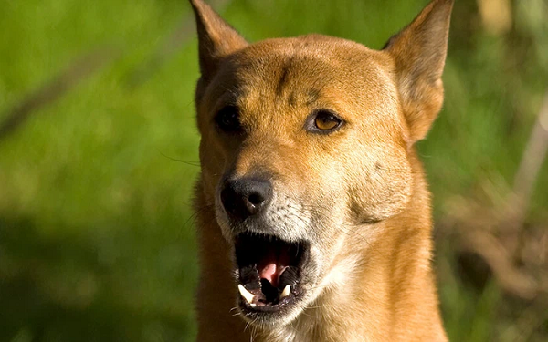 Không có con chó biết hát nào được phát hiện ở môi trường tự nhiên trong suốt nửa thế kỷ qua. Mãi tới năm 2016, một đoàn thám hiểm xác định vị trí và nghiên cứu 15 con chó hoang ở vùng cao nguyên Papua xa xôi phía tây Indonesia.