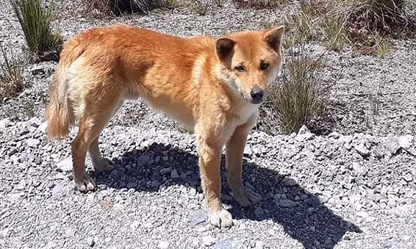 Quần thể sinh vật hoang dã này đã được cho là đã tuyệt chủng trong tự nhiên cách đây nhiều thập kỷ. Chỉ có khoảng 200 con chó biết hát còn sống trong môi trường nuôi nhốt ở các trung tâm bảo tồn hoặc vườn thú.