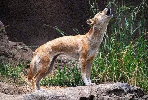 Nếu chúng có thể được lai tạo với những con chó vùng cao, nó có thể bảo tồn dân số và giữa lại lại một số đa dạng di truyền đã bị mất đi trong nhiều năm bị nuôi nhốt.