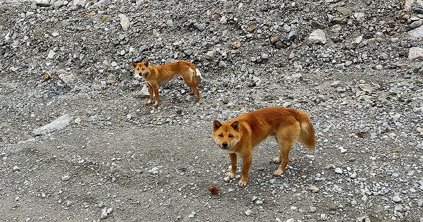 Kết quả so sánh ADN lấy từ mẫu máu thu thập ở hai quần thể chó cho thấy chúng có trình tự gene rất giống nhau và có quan hệ gần gũi với nhau hơn bất kỳ giống chó nào khác, theo nghiên cứu công bố hôm 31/8 trên tạp chí PNAS.