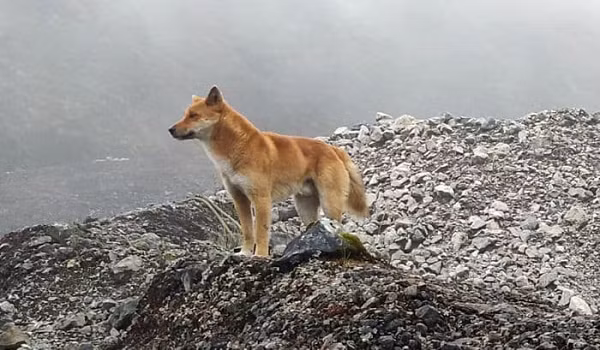  Chó biết hát New Guinea là giống chó vô cùng hiếm với tiếng hú du dương giống tiếng kêu của cá voi lưng gù.