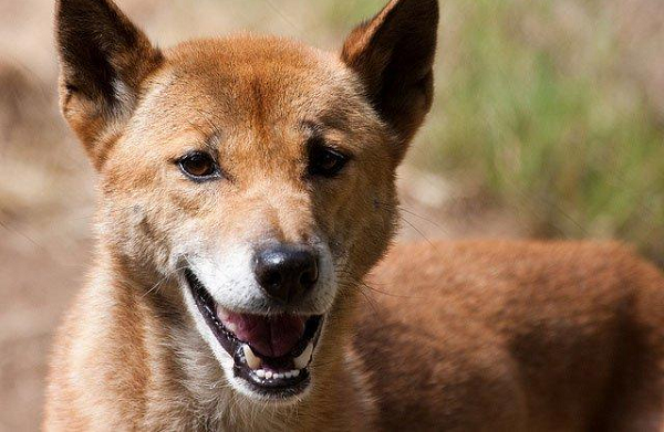 Cũng có thể nghiên cứu sâu hơn về bộ gene của chó biết hát có thể tiết lộ cách thức những con chó duy trì giọng hát “không khác những gi chúng ta từng nghe trong tự nhiên”.