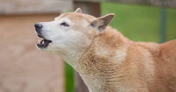 New Guinea là hòn đảo lớn thứ hai trên thế giới. Nửa phía đông của đảo là Papua New Guinea trong khi nửa phía tây thuộc Indonesia gọi là Papua. Chó biết hát được mô tả lần đầu tiên sau khi giới nghiên cứu tìm thấy một cá thể ở độ cao khoảng 2.100m tại tỉnh Trung tâm của Papua New Guinea năm 1897.