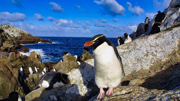 Chất đặc biệt này được tiết ra từ một tuyến đặc biệt gần đuôi.Thủ tục này có thể kéo dài đến 3 tiếng mỗi ngày.