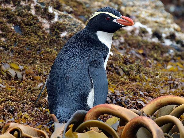 Đây là vùng đất không có loài vật bản địa nào săn mồi trên mặt đất, do đó trở thành một khu bảo tồn chim cánh cụt. Tuy nhiên, chúng không hoàn toàn thoải mái khi sống tại đây.