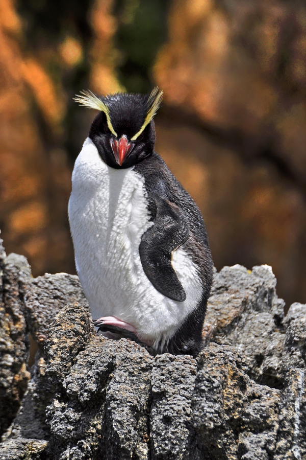 Có tới 60.000 con chim cánh cụt Snares sống dưới những tán cây xanh mướt tại New Zealand.
