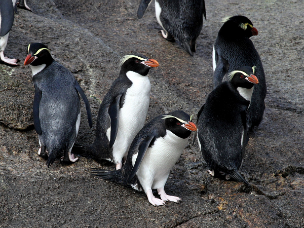 Chim cánh cụt Rockhopper không thể được phân biệt giới tính chỉ dựa vào ngoại hình, mà phải phải bằng cách kiểm tra ADN từ chiếc lông vũ của nó.
