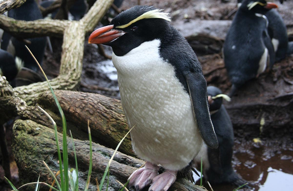 Để thích nghi với môi trường ở đây, hàng ngày những con chim dính đầy bùn chạy bộ xuyên qua rừng cây hướng về một bể tắm đặc biệt.