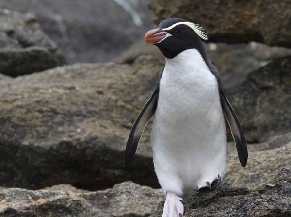 Chim cánh cụt Rockhopper là một trong những loài chim cánh cụt nhỏ nhất thế giới với trọng lượng khoảng 2,3kg - 2,7kg, cao khoảng 50cm khi trưởng thành, con đực lớn hơn so với con cái.