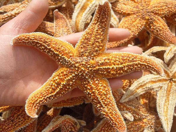 Trên thế giới có khoảng 1.500 loài sao biển, nhưng phần lớn trong số đó không thể di chuyển nhanh.