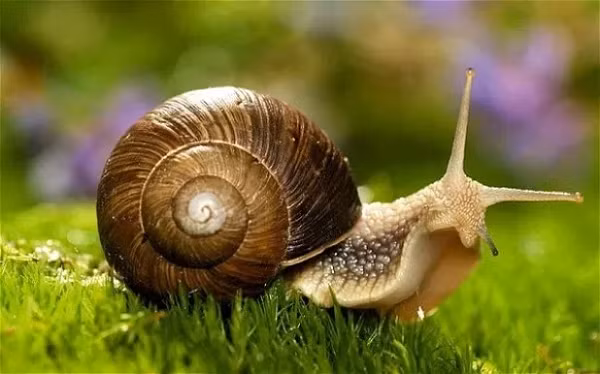 Ốc sên di chuyển với tốc độ tối đa 1,3 cm mỗi giây.