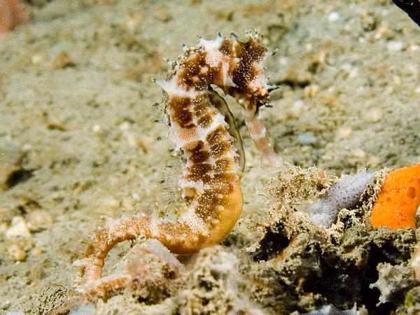 Trên thế giới có khoảng 54 loài cá ngựa, kích thước từ 1,5 đến 35,5 cm.