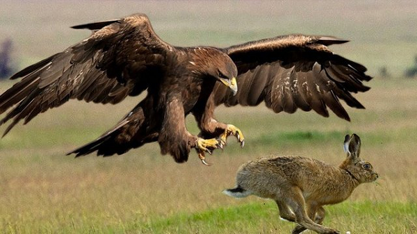 Tại tổ đại bàng trên đỉnh núi, nó sẽ đập mỏ vào mỏm đá cho đến khi gãy rời ra. Khi mỏ mới hình thành, nó lại bắt đầu bẻ gãy hết toàn bộ móng vuốt.