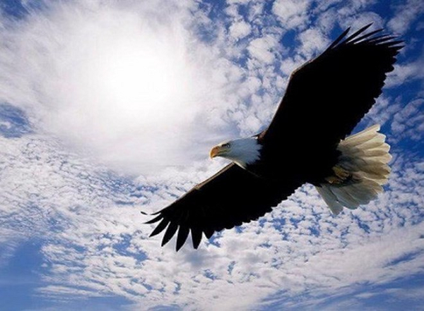 Đại bàng thường làm tổ trên núi hoặc cây cao. Tổ của chúng rất lớn và mỗi năm chúng lại tha về tổ nhiều cành cây mới để làm cho tổ kiên cố hơn trước.