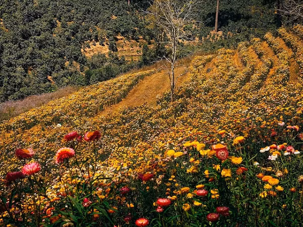 Khi tàn đi, hoa vẫn có thể giữ nguyên màu sắc. Với đặc trưng này, người ta đặt tên là “bất tử”, với ý nghĩa biểu tượng cho những giá trị vĩnh cửu, bất diệt.