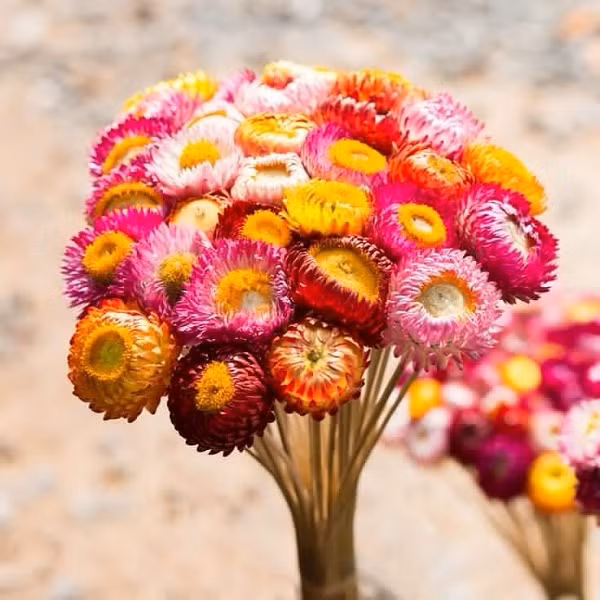 Khác với những loài hoa khác ở thành phố sương mù, bất tử khá kén đất trồng và cần thời gian chăm sóc kĩ lưỡng.