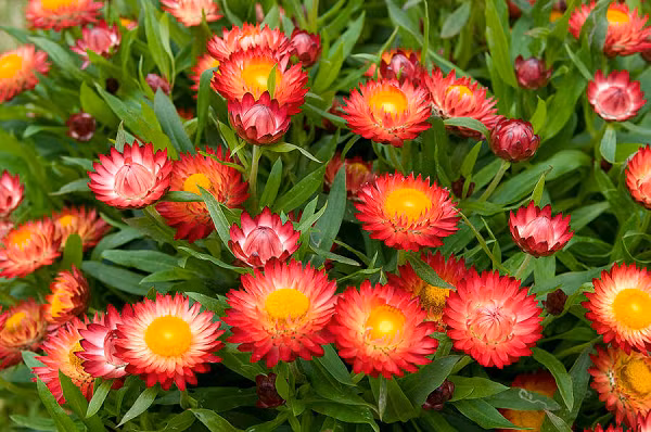 Ngoài ra hoa bất tử tượng trưng cho tình cảm lâu bền, gắn bó không bao giờ thay đổi. Tình cảm đó không chỉ là tình yêu nam nữ, mà còn là tình bạn, tình mẫu tử, tình bằng hữu lâu năm.