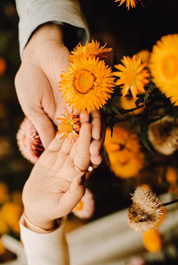 Tại Việt Nam, loài hoa này phù hợp với khí hậu Đà Lạt và các tỉnh miền núi phía Bắc.