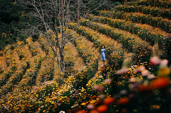 Lá của loại hoa này giống với hoa cúc, mọc ngay từ thân, không phân nhánh. Với màu xanh tươi đặc trưng, không có răng cưa và phiến lá nhẵn. Ở nước ta hiện nay, hoa bất tử được trồng nhiều nhất ở Đà Lạt. Khi nở hoa trông rất đẹp lại tươi lâu.