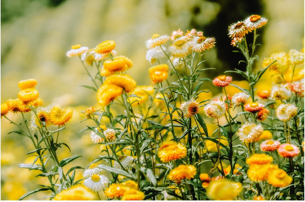  Rừng hoa bất tử, xã Xuân Thọ, là điểm check-in mới xuất hiện gần đây được lòng giới trẻ.