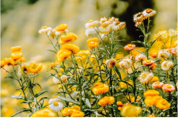  Rừng hoa bất tử, xã Xuân Thọ, là điểm check-in mới xuất hiện gần đây được lòng giới trẻ.